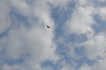 A cloudy sky with a bird flying high.