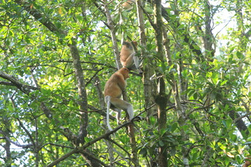 Proboscis monkeys are long-nosed monkeys with reddish brown hair and are one of two species in the genus Nasalis. Proboscis monkeys are endemic to the island of Borneo which is famous for its mangrov