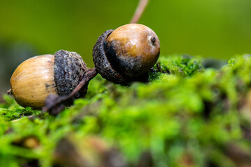 żołędzie © Krzysztof