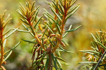 Obraz premium Ledum close up growing in a swamp. Medicinal plant. Selective focus, blurred background