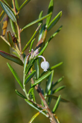 Fototapeta na wymiar Ledum close up growing in a swamp. Medicinal plant. Selective focus, blurred background