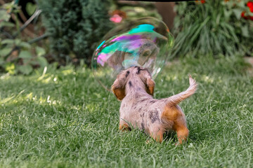 Dachshund puppy on the lawn looking into a big soap bubble