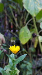 Scottish Flowers