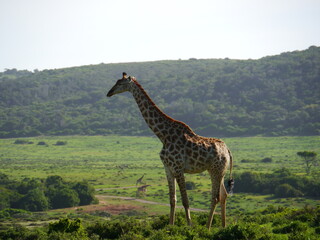 Giraffe