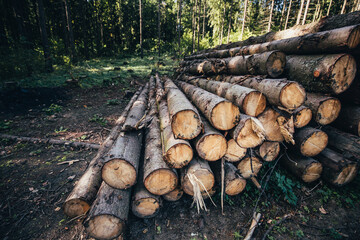 A pile of logs in a pine forest - harvesting and cleaning the forest that fell by the storm