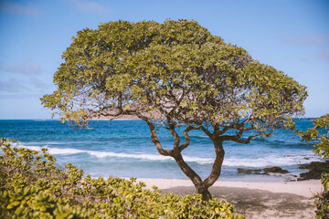 Tree at vMakapuu beach park, Oahu, Hawaii