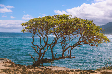 Fototapeta na wymiar Tree at Laie point, Oahu, Hawaii