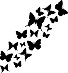 Vector illustration of the butterfly fly