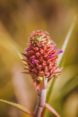 Pineapple at Dole Plantation, Oahu, Hawaii