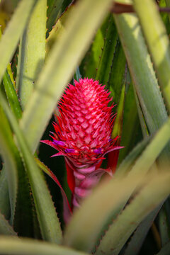Pineapple at Dole Plantation, Oahu, Hawaii
