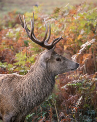 Beautiful image of red deer stag in vibrant golds and browns of Autumn Fall landscape forest