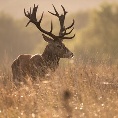 Beautiful image of red deer stag in vibrant golds and browns of Autumn Fall landscape forest
