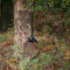 Beautiful image of red deer stag in vibrant golds and browns of Autumn Fall landscape forest