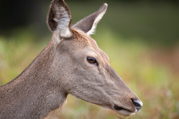 Beautiful image of red deer doe in vibrant gold and brown woodland landscape setting