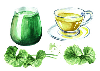 Gotu kola beverage, leaves, tea and juice set, centella asiatica, herbal medicine. Watercolor hand drawn illustration, isolated on white background