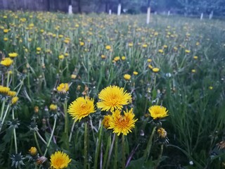Obraz premium field of dandelions