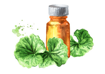 Gotu kola extract and oil, centella asiatica, herbal medicine. Watercolor hand drawn illustration, isolated on white background