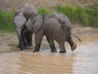Elefantenbaby spielen