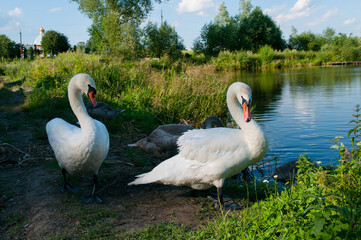White swan onlake shore. Swan on beach. Swan on shore
