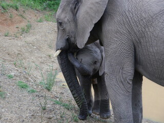 Elefant mit Baby