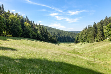 Waldwiese im Thüringer Wald - 385938614