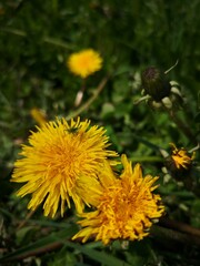 yellow dandelion flower