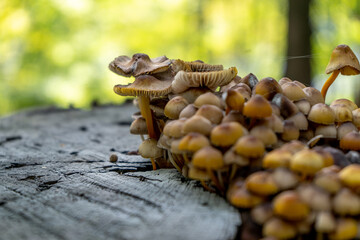 Honey mushrooms grow on a tree stump. A family of mushrooms in the forest. Close-up, autumn background, mushroom growing, Copy spase.