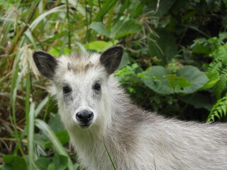 Fototapeta premium こどもの二ホンカモシカ