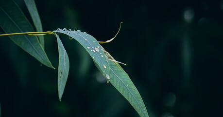 Eucalyptus leaves. branch eucalyptus tree nature background