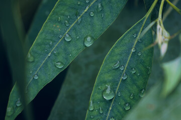 Eucalyptus leaves. branch eucalyptus tree nature background © Ammak