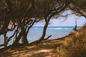 Tree at Diamond Head beach, Oahu, Hawaii