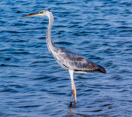 Flamingos enjoying in the waters of a lagoon at an oasis Al Qudra Lakes of UAE