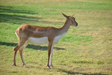 Naklejka na ściany i meble A Beautiful BlackBuck Antelope ( Antilope cervicapra)