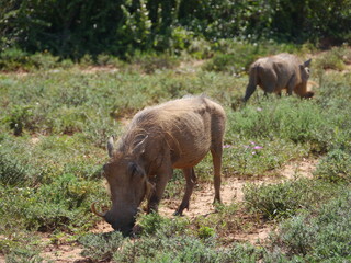 Warzenschwein