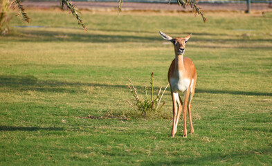 A Beautiful BlackBuck Antelope ( Antilope cervicapra)