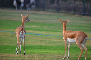 A Beautiful BlackBuck Antelope ( Antilope cervicapra)