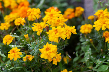 Bright yellow autumn flowers marigolds on a green background