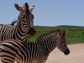 Fototapeta na wymiar Zebra mit Baby