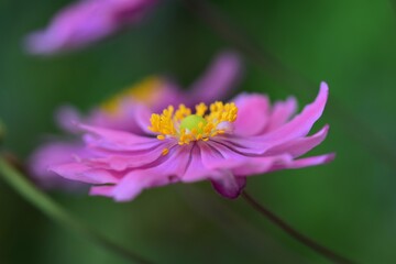 An autumn anemone against a green blurried background