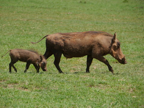 Warzenschwein mit Baby