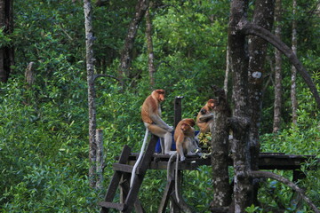 Proboscis monkeys are long-nosed monkeys with reddish brown hair and are one of two species in the genus Nasalis. Proboscis monkeys are endemic to the island of Borneo which is famous for its mangrove