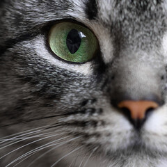 Close-up portrait of green eye of American shorthair cat of grey color.