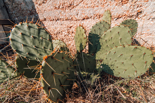 Prickly pear wild opuncia cactus growing in a rocky hill. old cactus tree. Summer and spring themed stock photos. Desert cactus.