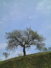 tree on the hill