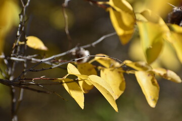 Branches of trees with yellow leaves