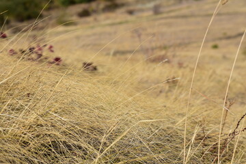 Branches of dry yellow grass on the background of the field