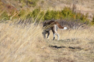 Brown husky with white tail walking in dry grass