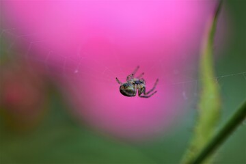 Spider in her spider web against a pink blurred background