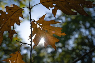 Close-up of colorful perforated leaf through which the sun is shining with beautiful bokeh in the background
