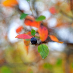 Colorful autumn leaves with a black berry on natural background